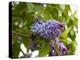 Karen's Lilac-George Johnson-Premier Image Canvas