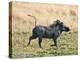 Katavi National Park, A Warthog Runs with its Tail in the Air, Tanzania-Nigel Pavitt-Premier Image Canvas