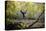 Katie Paulson Practices Yoga Among The Cottonwood Trees In An Autumn Morning In Indian Creek, Utah-Dan Holz-Premier Image Canvas