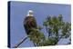 Katmai Peninsula, Alaska, USA. American Bald Eagle.-Karen Ann Sullivan-Premier Image Canvas