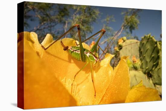 Katydid on Prickly pear flower, Texas, USA-Karine Aigner-Premier Image Canvas