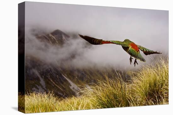 Kea Bird New Zealand-BenediktZoller-Premier Image Canvas