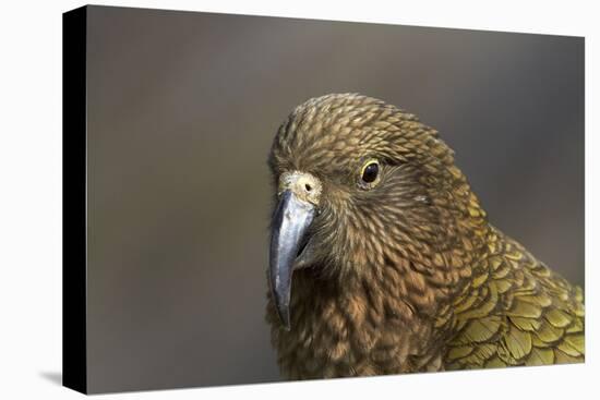 Kea, Mount Hutt, Canterbury, South Island, New Zealand-David Wall-Premier Image Canvas