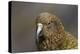 Kea, Mount Hutt, Canterbury, South Island, New Zealand-David Wall-Premier Image Canvas