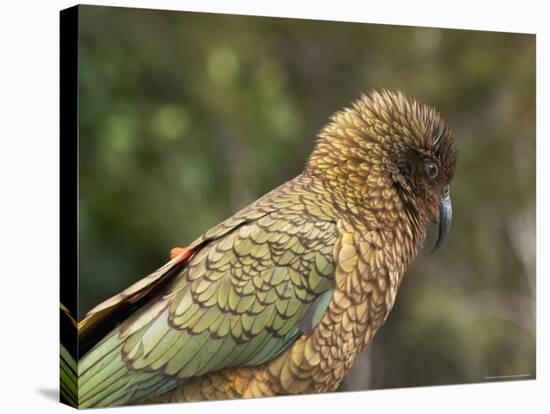 Kea, New Zealand Alpine Parrot, South Island, New Zealand-David Wall-Premier Image Canvas