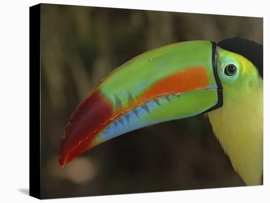 Keel Billed Toucan, Costa Rica-Edwin Giesbers-Premier Image Canvas