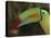 Keel Billed Toucan, Costa Rica-Edwin Giesbers-Premier Image Canvas