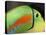 Keel Billed Toucan, Costa Rica-Edwin Giesbers-Premier Image Canvas