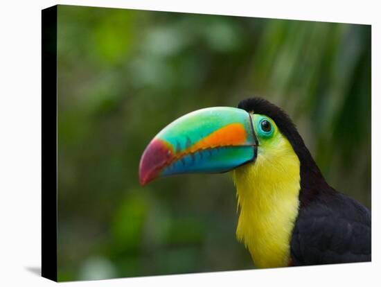 Keel-billed Toucan on Tree Branch, Panama-Keren Su-Premier Image Canvas