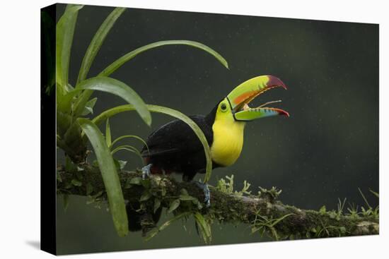 Keel-billed toucan perched on branch, Alajuela, Costa Rica-Paul Hobson-Premier Image Canvas