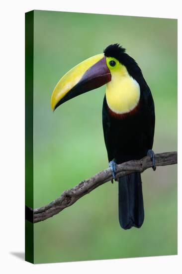 Keel-Billed Toucan (Ramphastos Sulfuratus), Sarapiqui, Costa Rica-null-Stretched Canvas