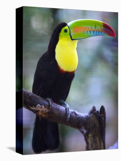 Keel-Billed Toucan (Ramphastos Sulfuratus), Summit Botanical Gardens and Zoo, Panama City, Panama-Christian Kober-Premier Image Canvas