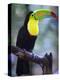 Keel-Billed Toucan (Ramphastos Sulfuratus), Summit Botanical Gardens and Zoo, Panama City, Panama-Christian Kober-Premier Image Canvas