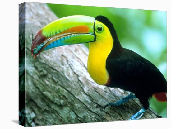 Keel Billed Toucan with a Cicada, Borro Colorado Island, Panama-Christian Ziegler-Premier Image Canvas