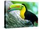 Keel Billed Toucan with a Cicada, Borro Colorado Island, Panama-Christian Ziegler-Premier Image Canvas