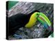 Keel-Billed Tucan with Cicada Approaching Nest, Barro Colorado Island, Panama-Christian Ziegler-Premier Image Canvas