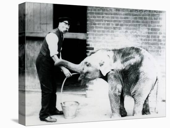 Keeper Charles Eyles Feeding a Baby Asian Elephant with a Tube, at London Zoo in 1913-Frederick William Bond-Premier Image Canvas
