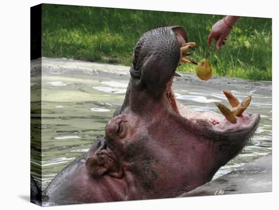 Keeper Feeds a Hippopotamus at the Kiev's Zoo, Ukraine-null-Premier Image Canvas