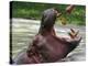Keeper Feeds a Hippopotamus at the Kiev's Zoo, Ukraine-null-Premier Image Canvas