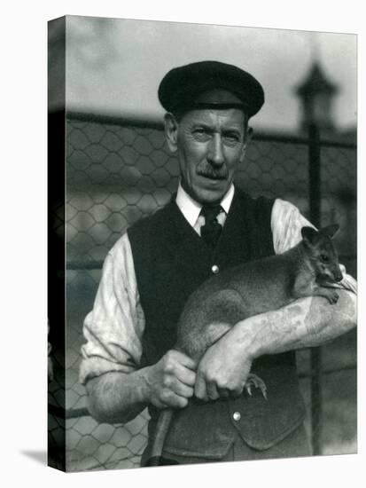 Keeper G. Blore Holding a Wallaby at London Zoo, October 1920-Frederick William Bond-Premier Image Canvas