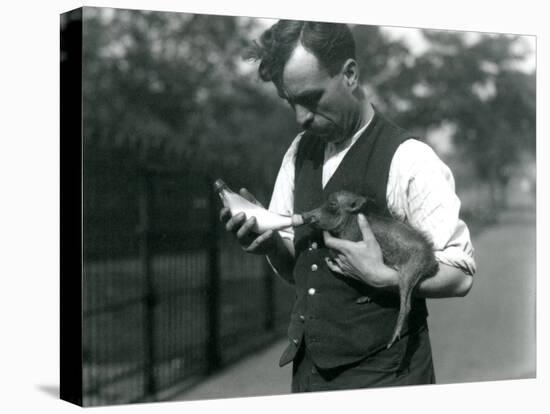 Keeper Harry Warwick Bottle Feeds a Baby Warthog at London Zoo, in August 1922-Frederick William Bond-Premier Image Canvas