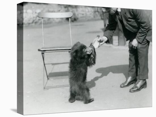 Keeper Harry Warwick Bottle Feeds a Sloth Bear Cub at London Zoo, August 1921-Frederick William Bond-Premier Image Canvas
