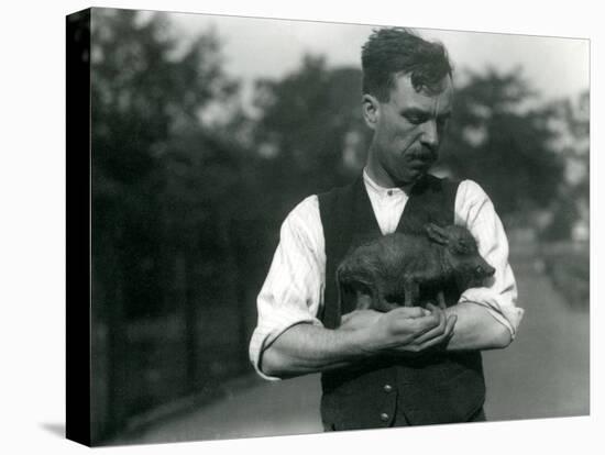 Keeper Harry Warwick Cradles a Baby Warthog in His Arms at London Zoo, August 1922-Frederick William Bond-Premier Image Canvas