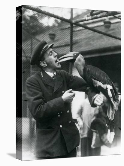 Keeper,T. Raggett Feeding a Great Indian Hornbill with a Fruit Held in His Mouth. London Zoo 1924-Frederick William Bond-Premier Image Canvas