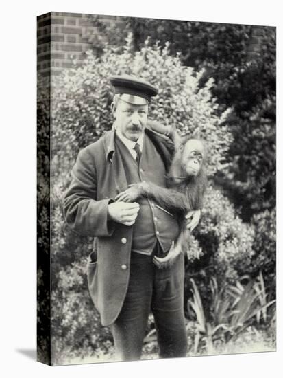 Keeper Z. Rodwell Holding Young Orangutan at London Zoo, October 1913-Frederick William Bond-Premier Image Canvas