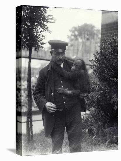 Keeper Z. Rodwell Holding Young Orangutan at London Zoo, October 1913-Frederick William Bond-Premier Image Canvas