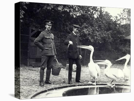 Keepers Alf Taylor (Right) and Bodman (Left) Feeding Fish to Pelicans at Poolside in London Zoo-Frederick William Bond-Premier Image Canvas