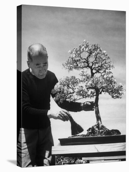 Keibun Tanaka Brushing Away Fallen Leaves of a Bonsai Maple Tree in Garden, Suburban Tokyo-Alfred Eisenstaedt-Premier Image Canvas