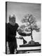 Keibun Tanaka Brushing Away Fallen Leaves of a Bonsai Maple Tree in Garden, Suburban Tokyo-Alfred Eisenstaedt-Premier Image Canvas