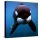 Keiko the Killer Whale-null-Premier Image Canvas