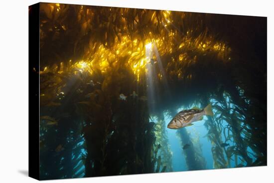 Kelp Bass Saw Perch, Paralabrax Clathratus, San Benito Island, Mexico-Reinhard Dirscherl-Premier Image Canvas