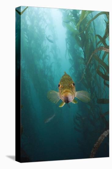 Kelp Bass Saw Perch, Paralabrax Clathratus, San Benito Island, Mexico-Reinhard Dirscherl-Premier Image Canvas