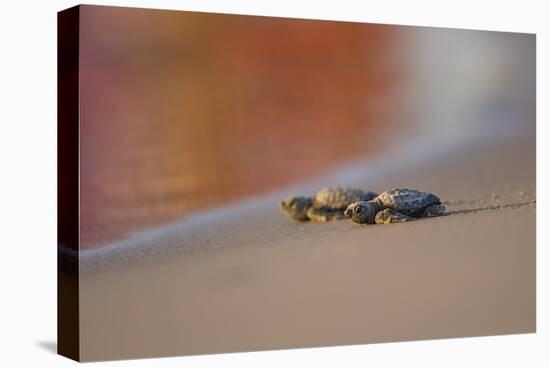 Kemp's Ridley Sea Turtle hatchling-Larry Ditto-Premier Image Canvas