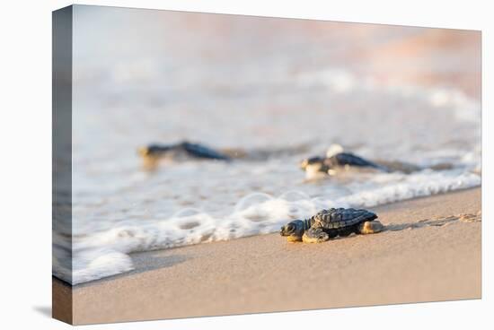 Kemp's Ridley Sea Turtle Hatchlings-Larry Ditto-Stretched Canvas