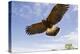 Kendall County, Texas. Harriss Hawk Landing, Captive Bird-Larry Ditto-Premier Image Canvas