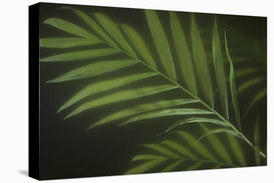 Kentia Palm Leaf-DLILLC-Premier Image Canvas