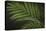 Kentia Palm Leaf-DLILLC-Premier Image Canvas