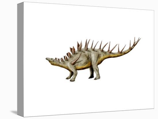 Kentrosaurus Dinosaur-null-Stretched Canvas