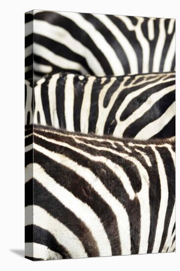 Kenya, Amboseli National Park, Close Up on Zebra Stripes-Anthony Asael-Premier Image Canvas