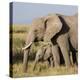 Kenya, Amboseli National Park, Elephant (Loxodanta Africana)-Alison Jones-Premier Image Canvas