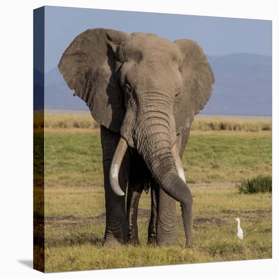 Kenya, Amboseli National Park, Elephant (Loxodanta Africana)-Alison Jones-Premier Image Canvas