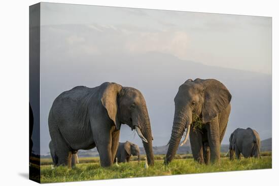 Kenya, Amboseli National Park, Elephant-Alison Jones-Premier Image Canvas