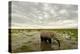 Kenya, Amboseli National Park, Elephants in Wet Grassland in Cloudy Weather-Anthony Asael/Art in All of Us-Premier Image Canvas