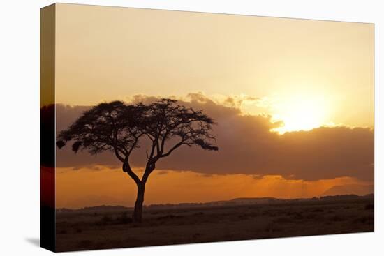Kenya, Amboseli National Park, Lonely Tree at Sunset-Anthony Asael-Premier Image Canvas