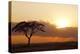 Kenya, Amboseli National Park, Lonely Tree at Sunset-Anthony Asael-Premier Image Canvas