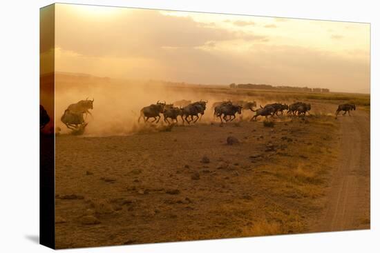 Kenya, Amboseli National Park, Wildebeest Running at Sunset-Anthony Asael-Premier Image Canvas